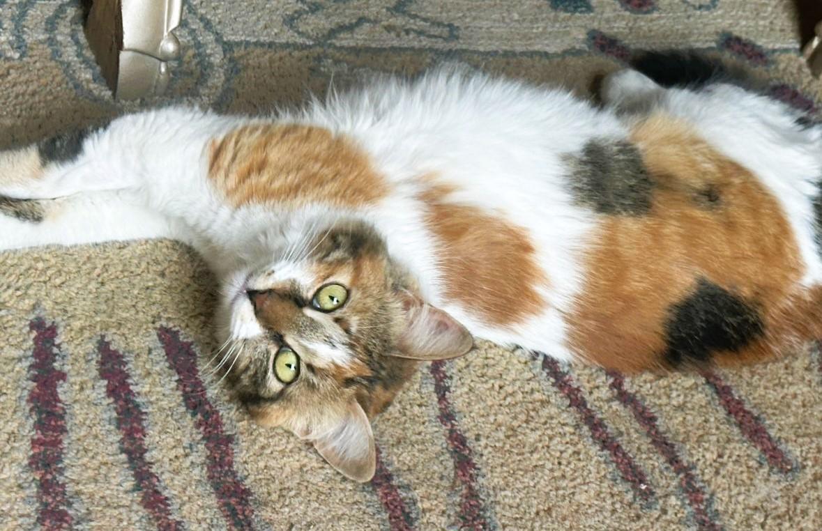 Missa IsaBella