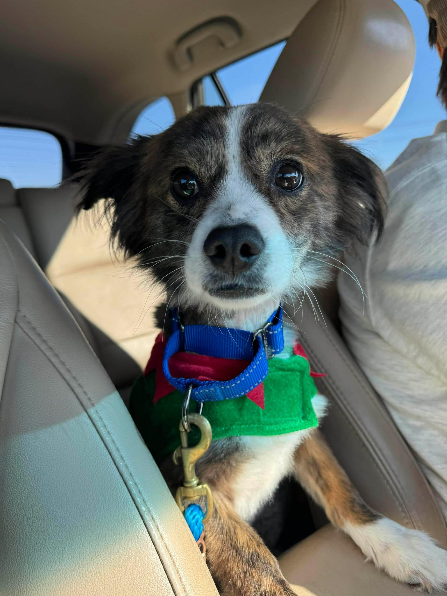 Enlarge Gizmo, a Adoptable Mixed Breed in Mount Pleasant, SC image 1/2