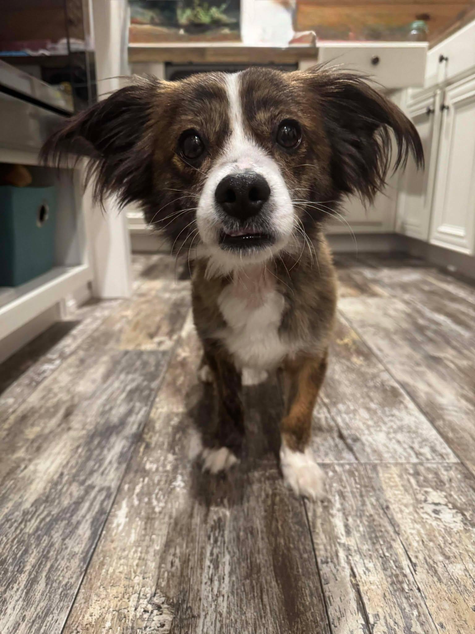 Enlarge Gizmo, a Adoptable Mixed Breed in Mount Pleasant, SC image 2/2