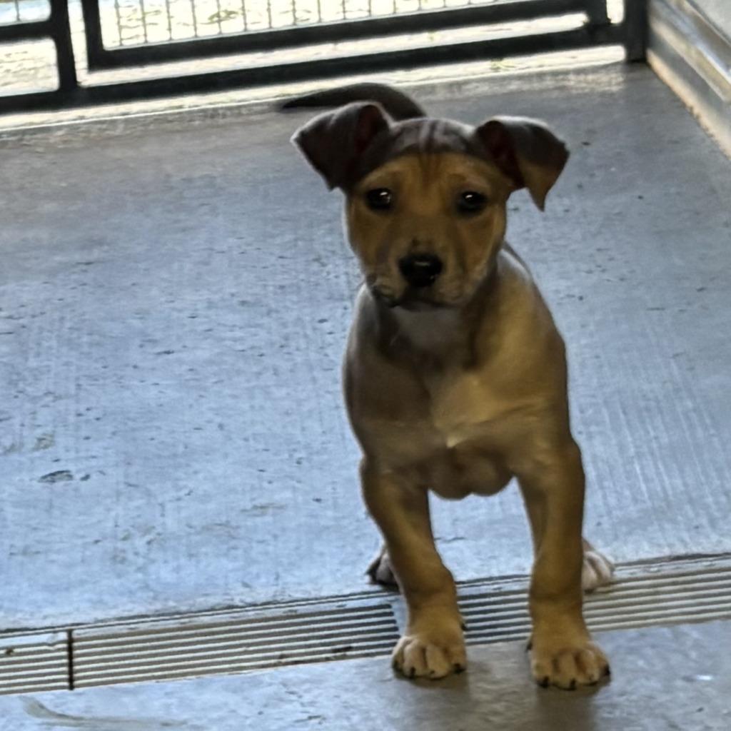 Enlarge Darcie, a Adoptable Catahoula Leopard Dog in Sunnyvale, TX image 1/2