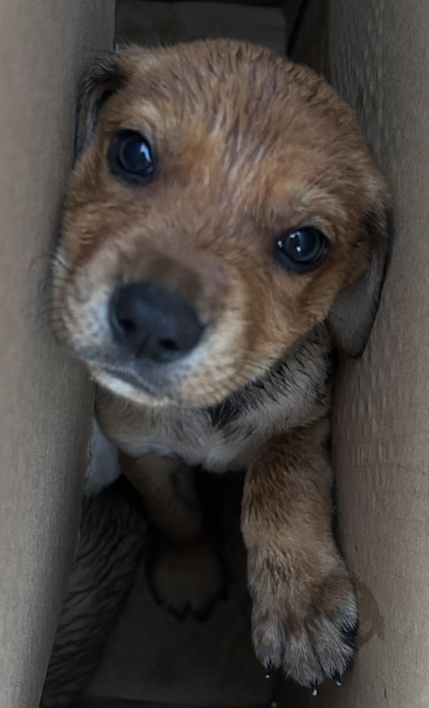 Enlarge Darcie, a Adoptable Catahoula Leopard Dog in Sunnyvale, TX image 2/2