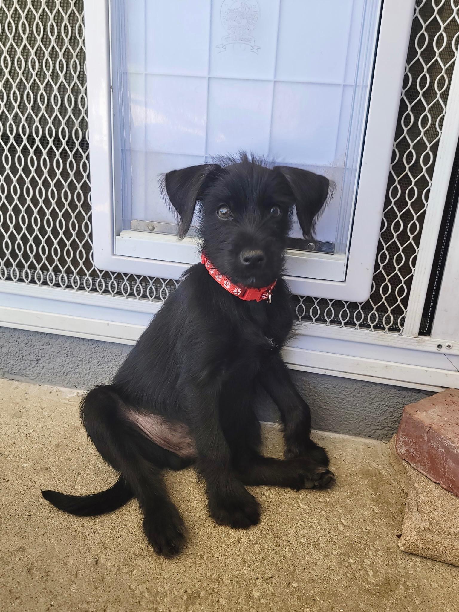 Enlarge Luis Fernando, a ADOPTABLE mixed breed in Pomona, CA image 1/1