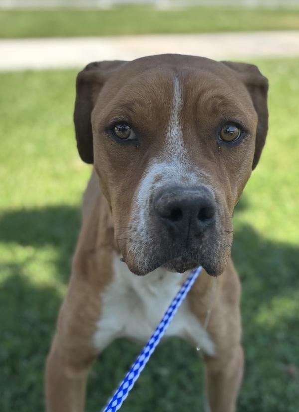 Enlarge Brownie, a Adoptable mixed breed in Victorville, CA image 1/1