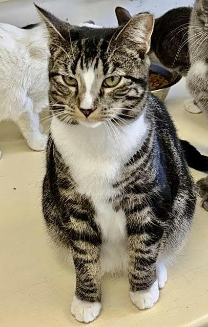 Dakota, Adoptable, Young Female Domestic Short Hair.