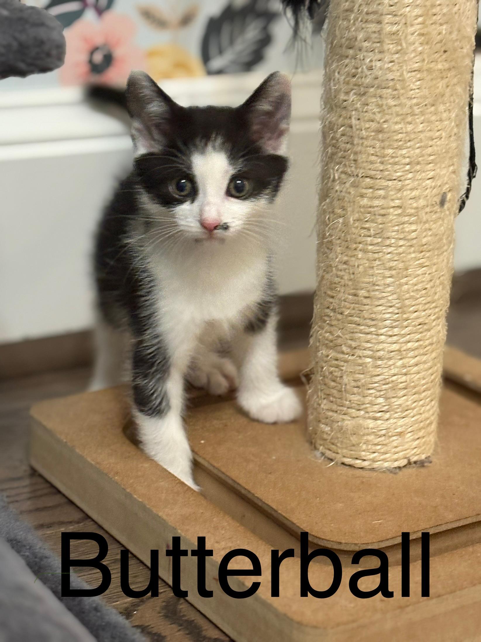 Butterball, Adoptable, Kitten Male Domestic Short Hair.