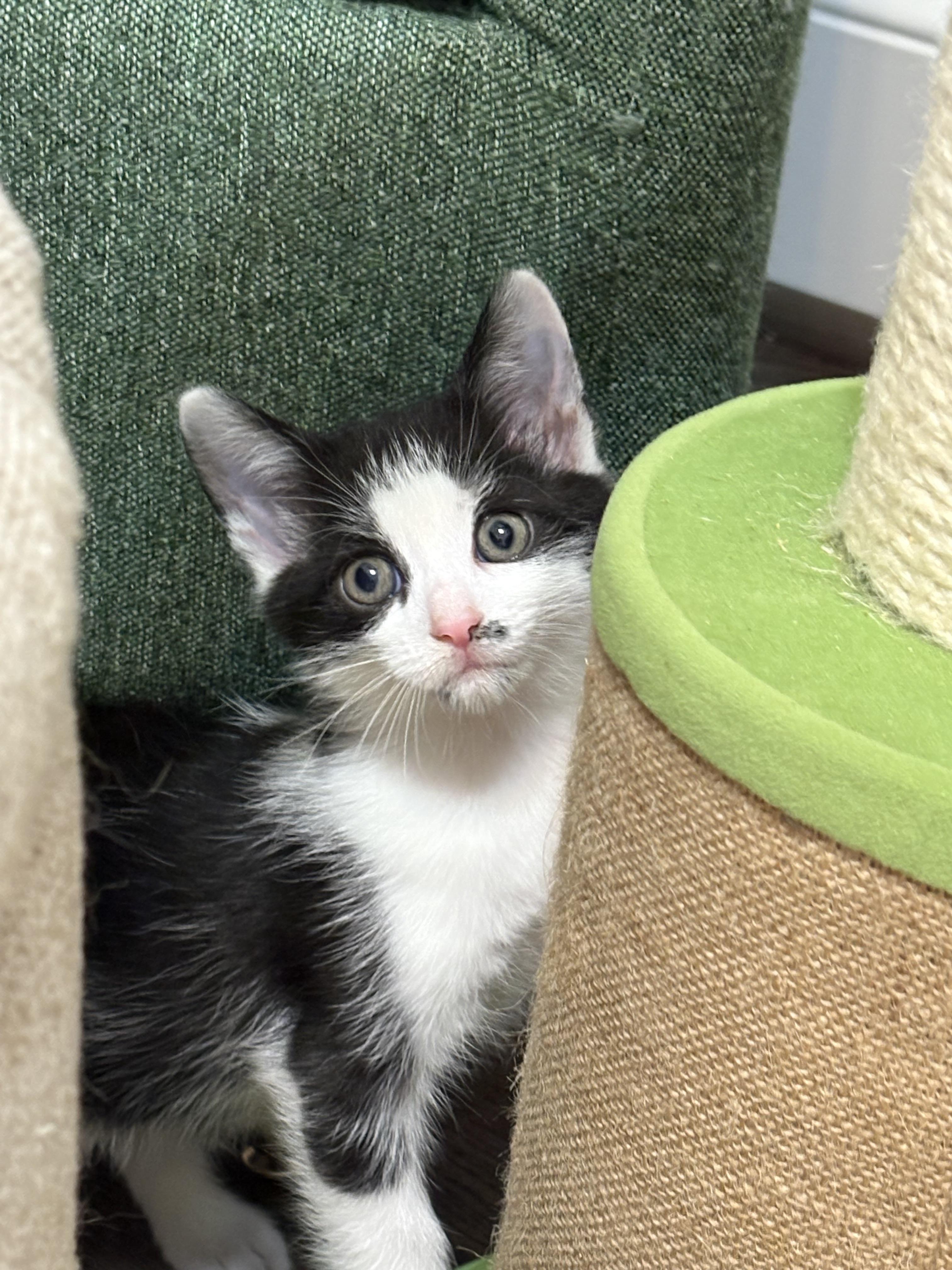 Enlarge Butterball, a Adoptable Domestic Short Hair in Charlotte, NC image 2/4