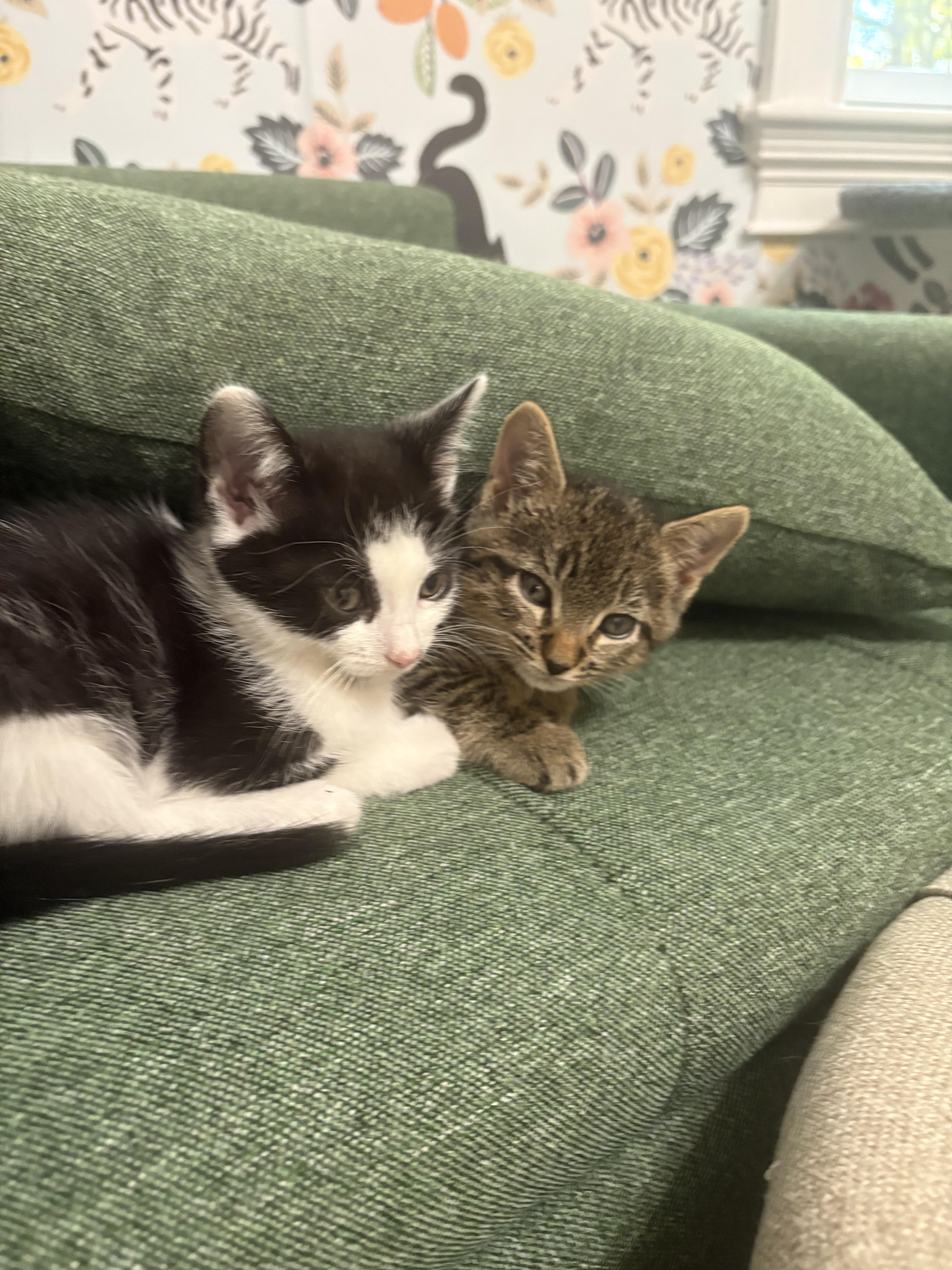 Butterball, Adoptable, Kitten Male Domestic Short Hair.