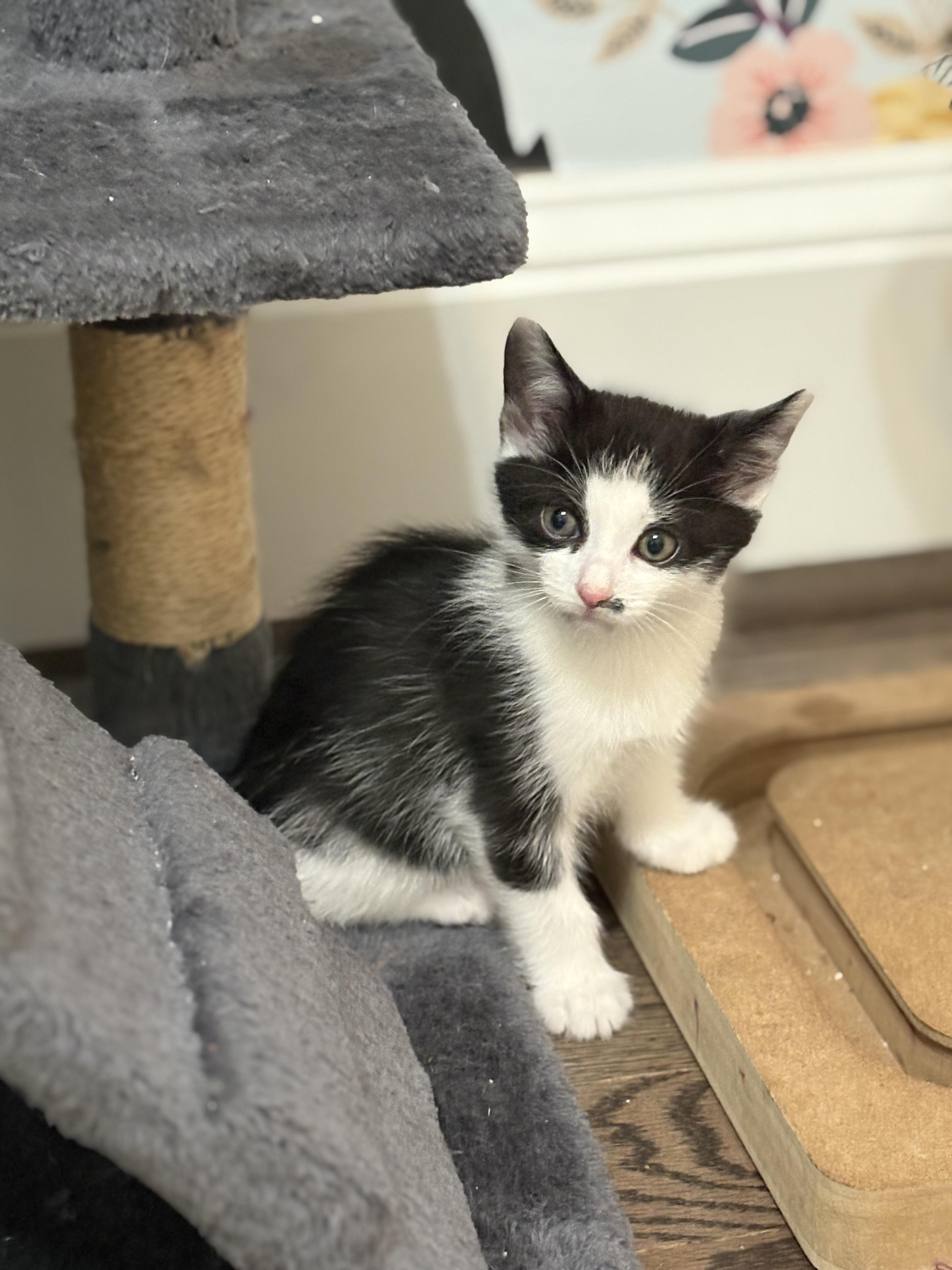 Enlarge Butterball, a Adoptable Domestic Short Hair in Charlotte, NC image 3/4