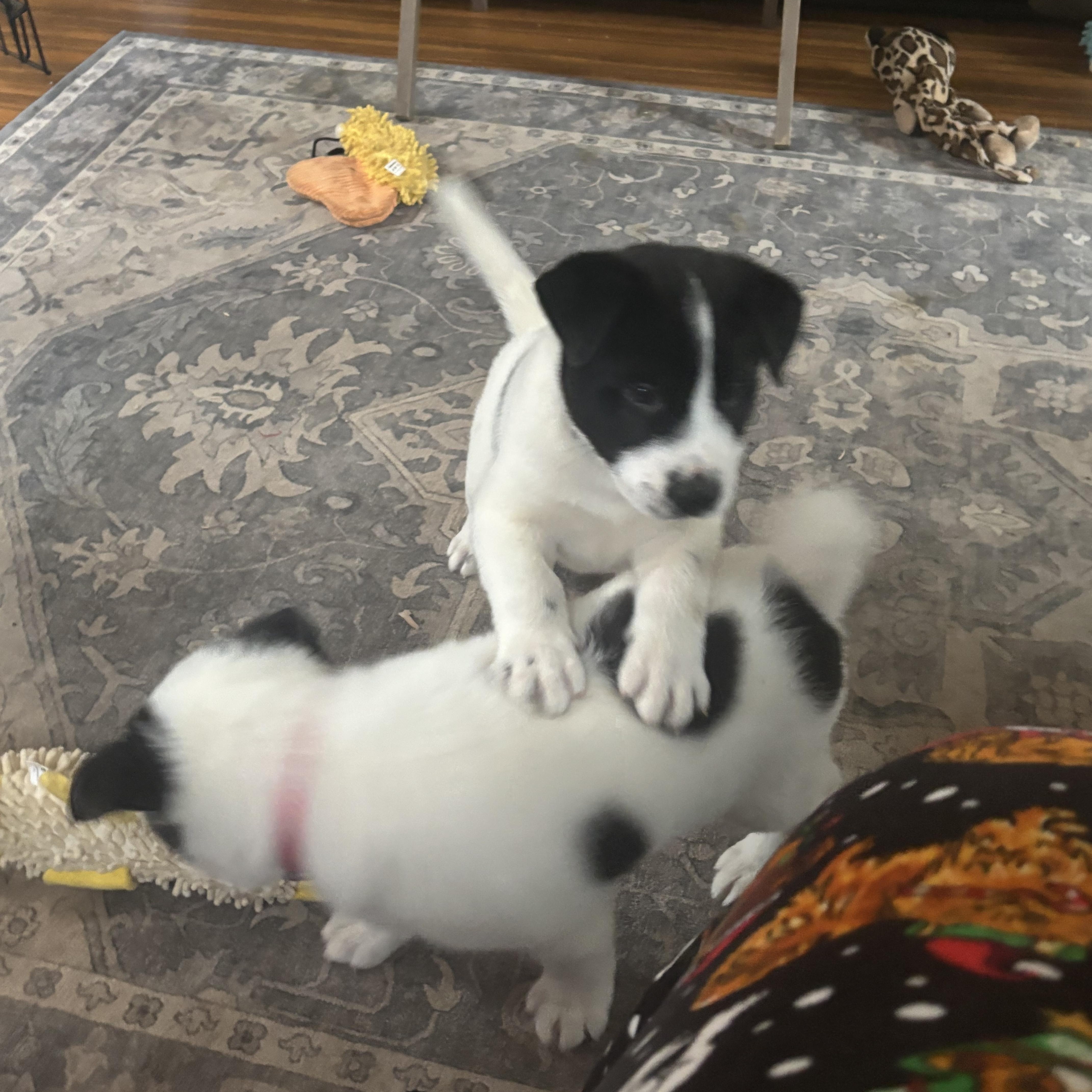 Snoopy , a ADOPTABLE mixed breed in Olympia, WA image 5/6