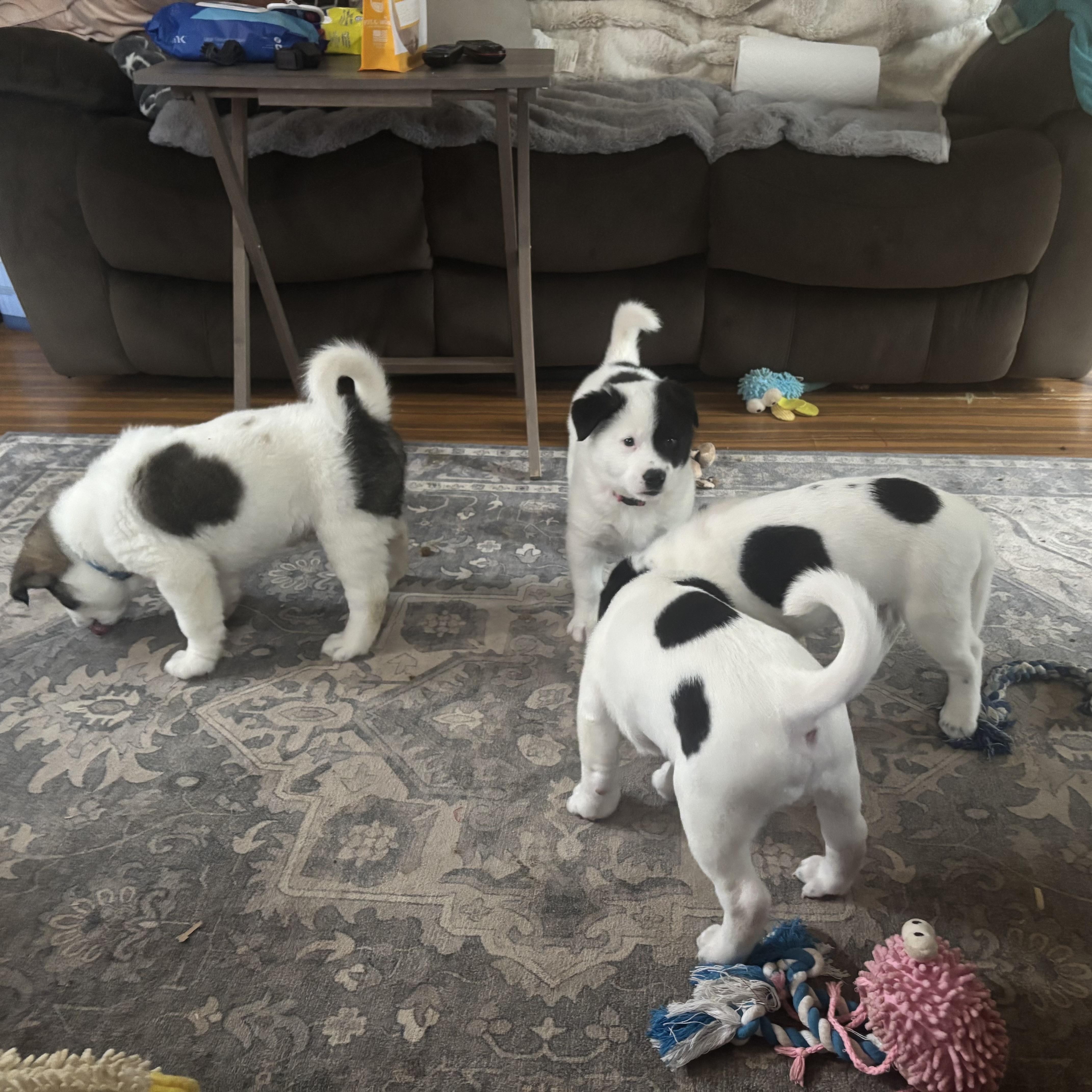 Snoopy , a ADOPTABLE mixed breed in Olympia, WA image 6/6