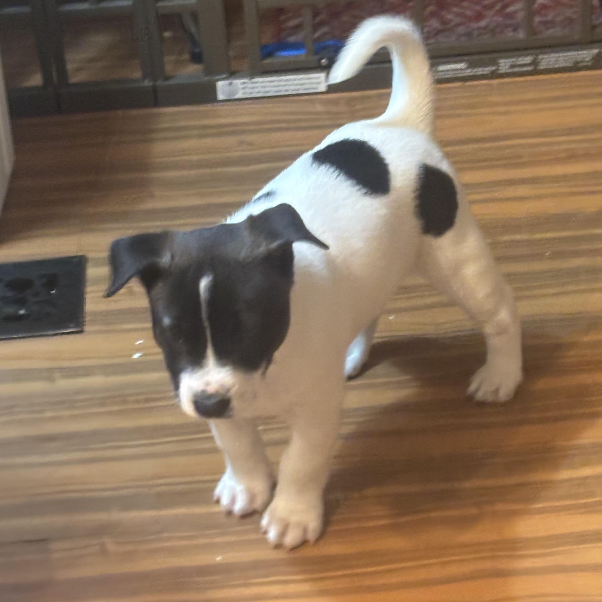 Snoopy , a ADOPTABLE mixed breed in Olympia, WA image 2/6