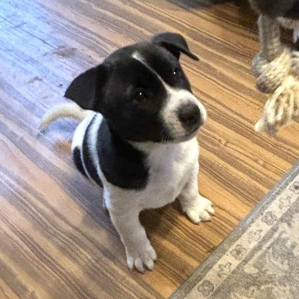 Snoopy , ADOPTABLE, Puppy Male Cattle Dog & Bull Terrier.