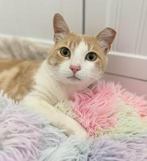 Smiley, a Adoptable mixed breed in San Luis Obispo, CA image 1/2
