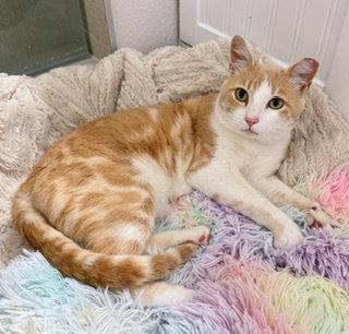 Smiley, a Adoptable mixed breed in San Luis Obispo, CA image 2/2