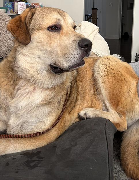 Enlarge Bear, a ADOPTABLE mixed breed in Carlsbad Springs, ON image 6/6