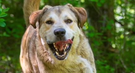 Enlarge Bear, a ADOPTABLE mixed breed in Carlsbad Springs, ON image 2/6