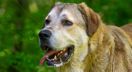 Enlarge Bear, a ADOPTABLE mixed breed in Carlsbad Springs, ON image 1/6