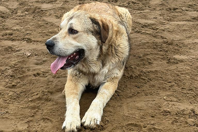 Enlarge Bear, a ADOPTABLE mixed breed in Carlsbad Springs, ON image 4/6
