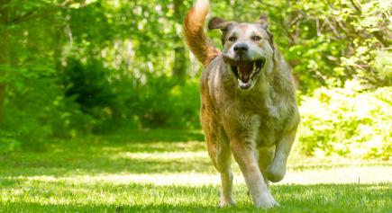 Enlarge Bear, a ADOPTABLE mixed breed in Carlsbad Springs, ON image 3/6