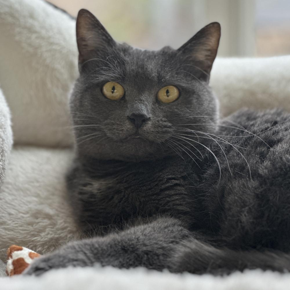 Mattie, Adoptable, Adult Female Domestic Short Hair.