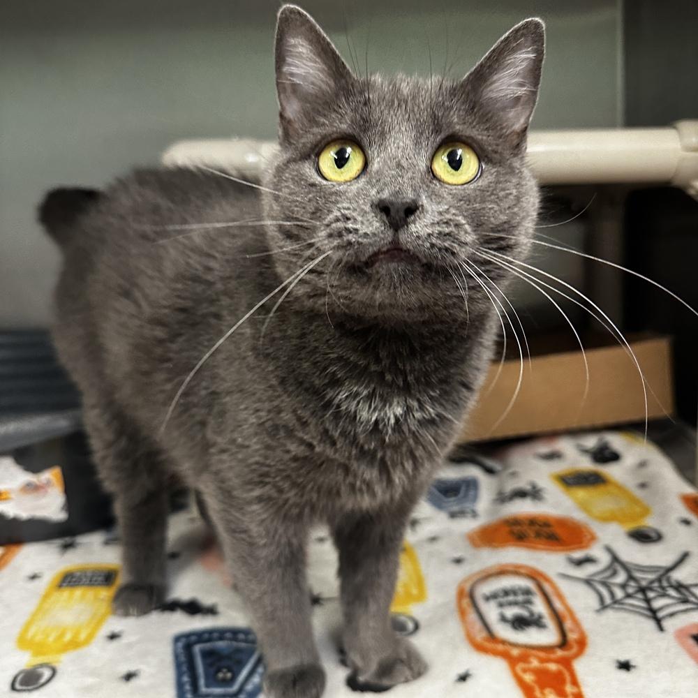 Mattie, Adoptable, Adult Female Domestic Short Hair.