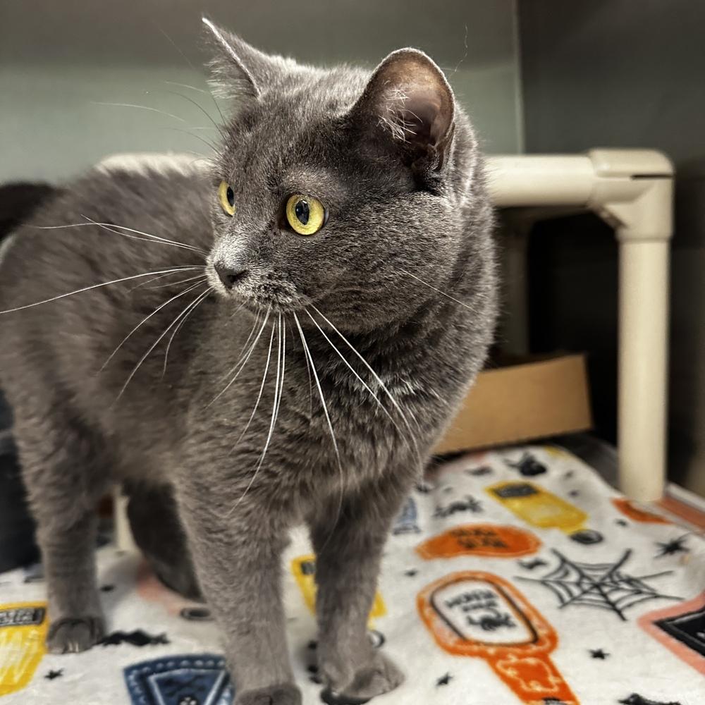 Mattie, a Adoptable mixed breed in Columbus, OH image 2/3