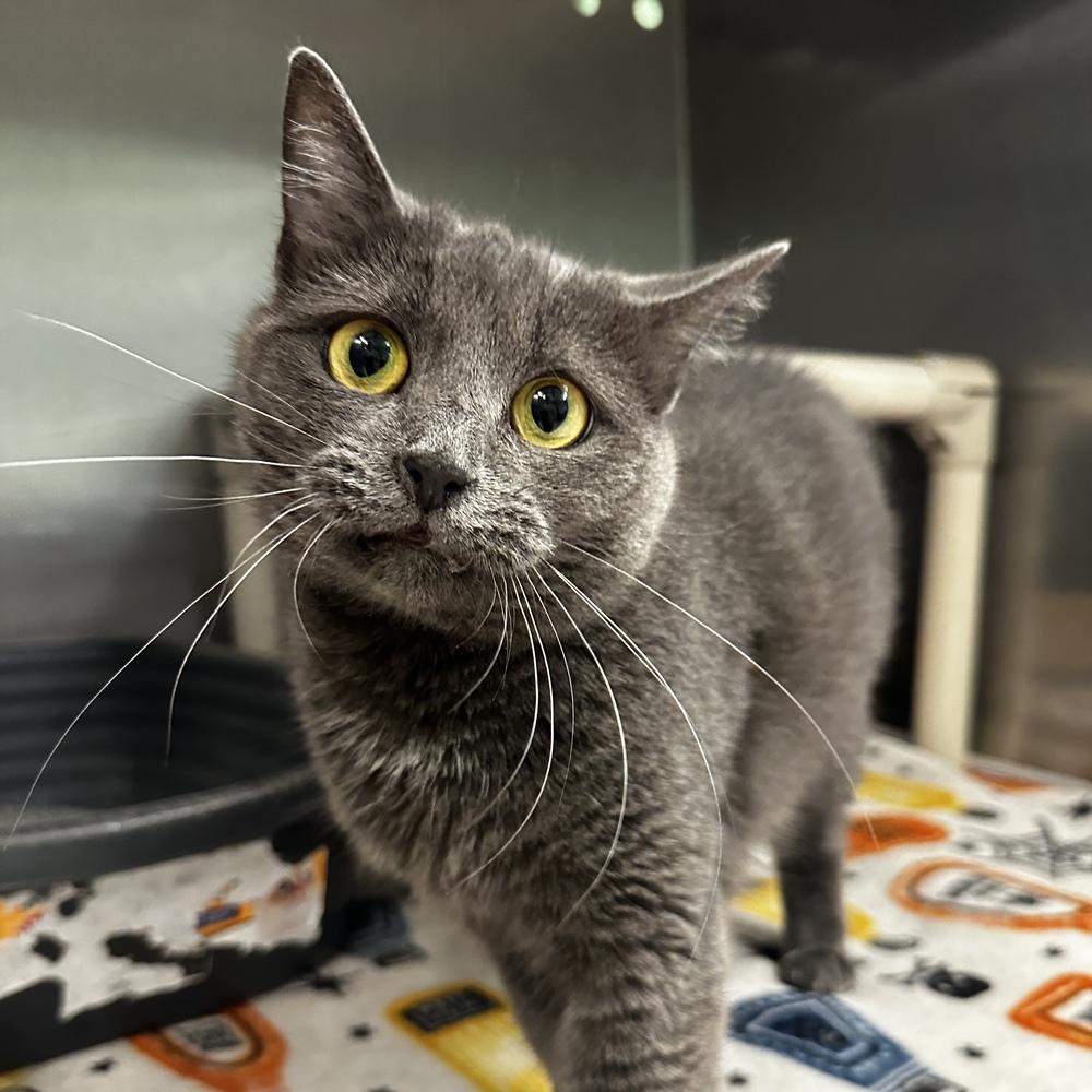 Mattie, a Adoptable mixed breed in Columbus, OH image 3/3