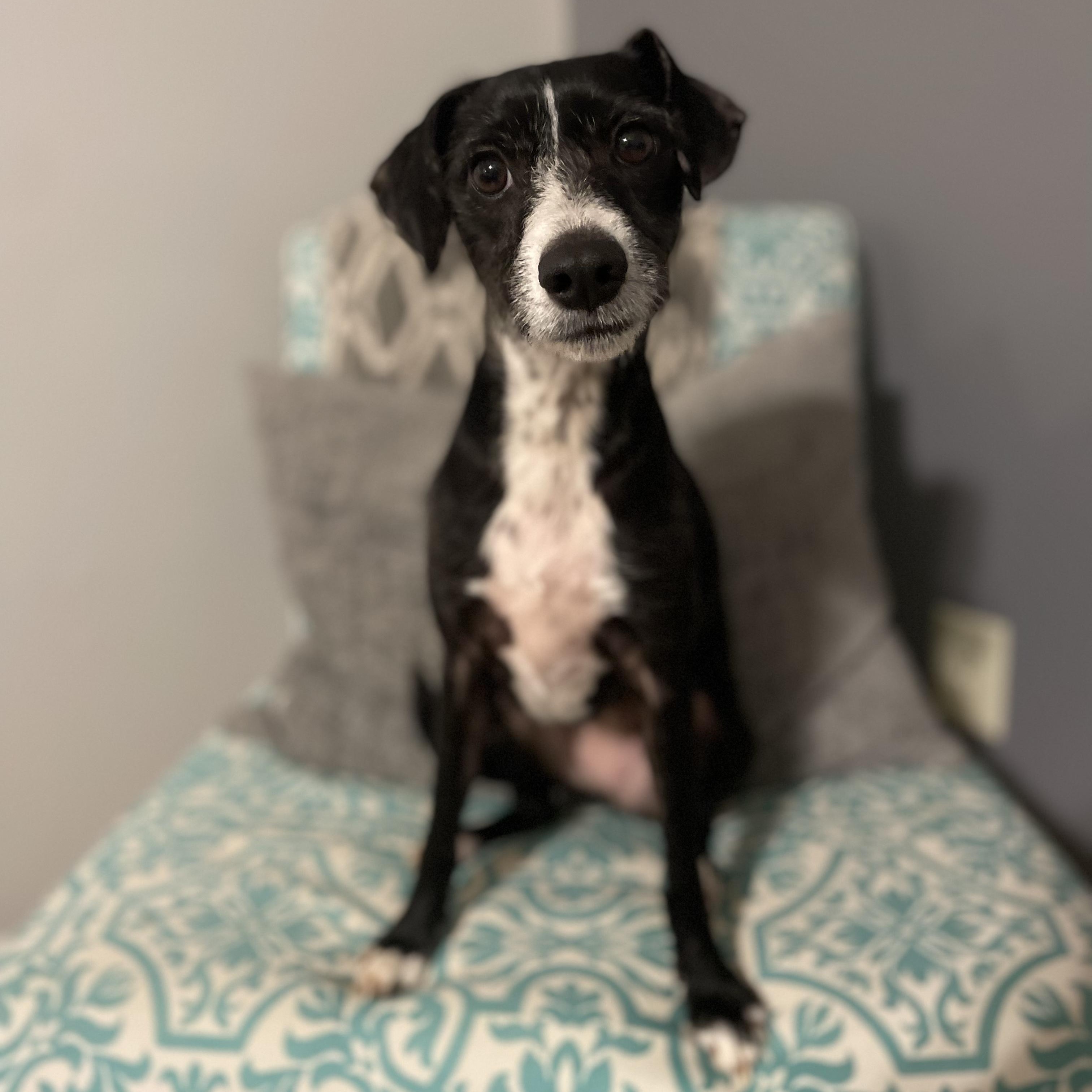 Enlarge Bramble, an adoptable mixed breed in Rock Hill, SC image 1/6