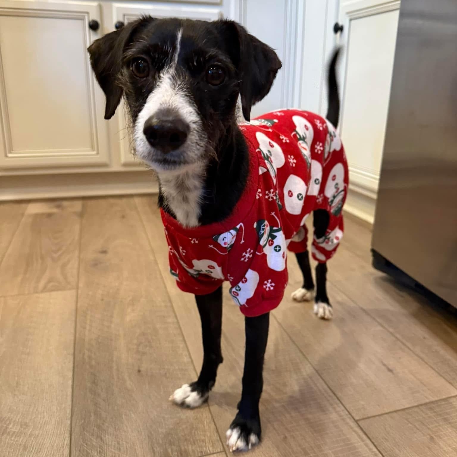 Enlarge Bramble, an adoptable mixed breed in Rock Hill, SC image 5/6