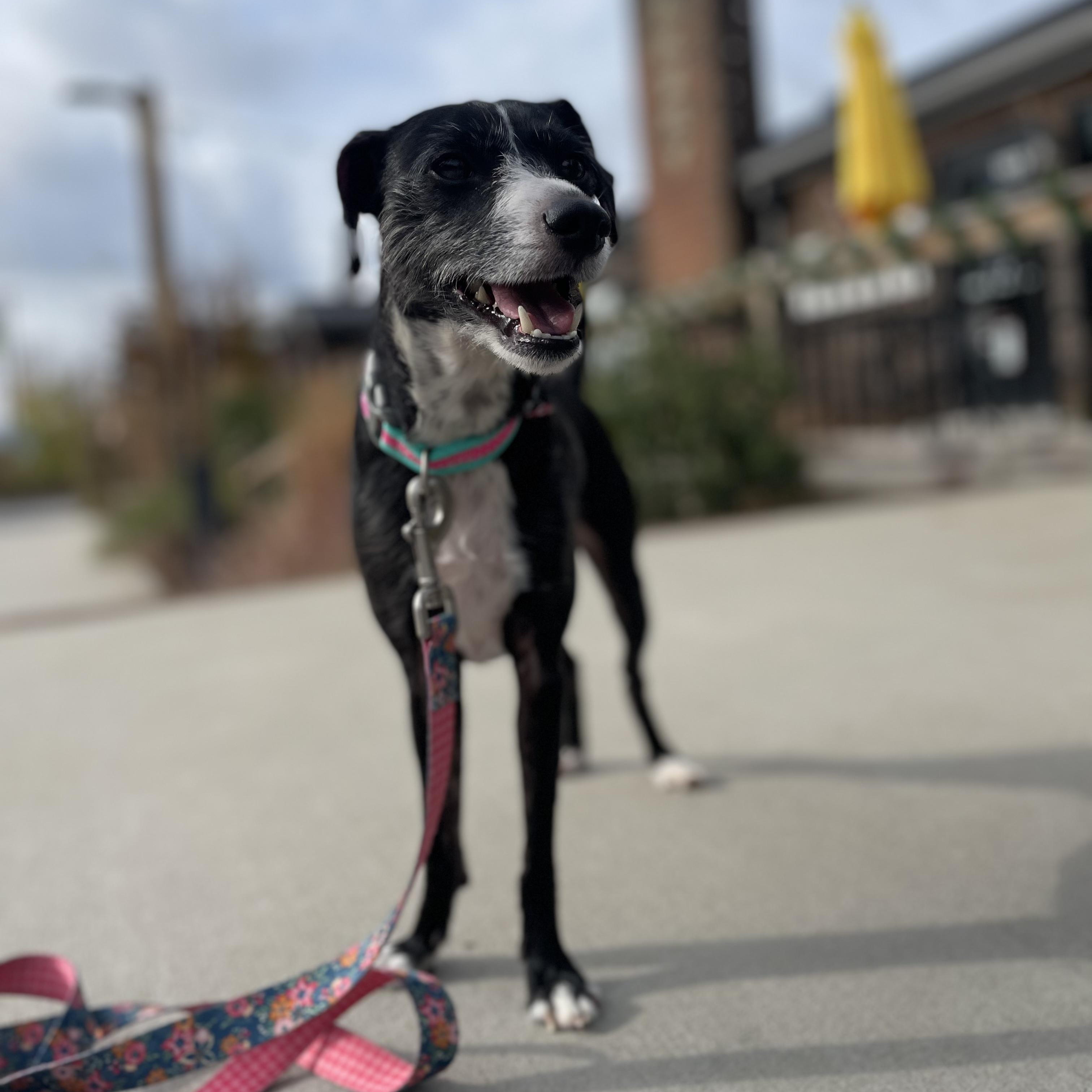 Enlarge Bramble, an adoptable mixed breed in Rock Hill, SC image 4/6