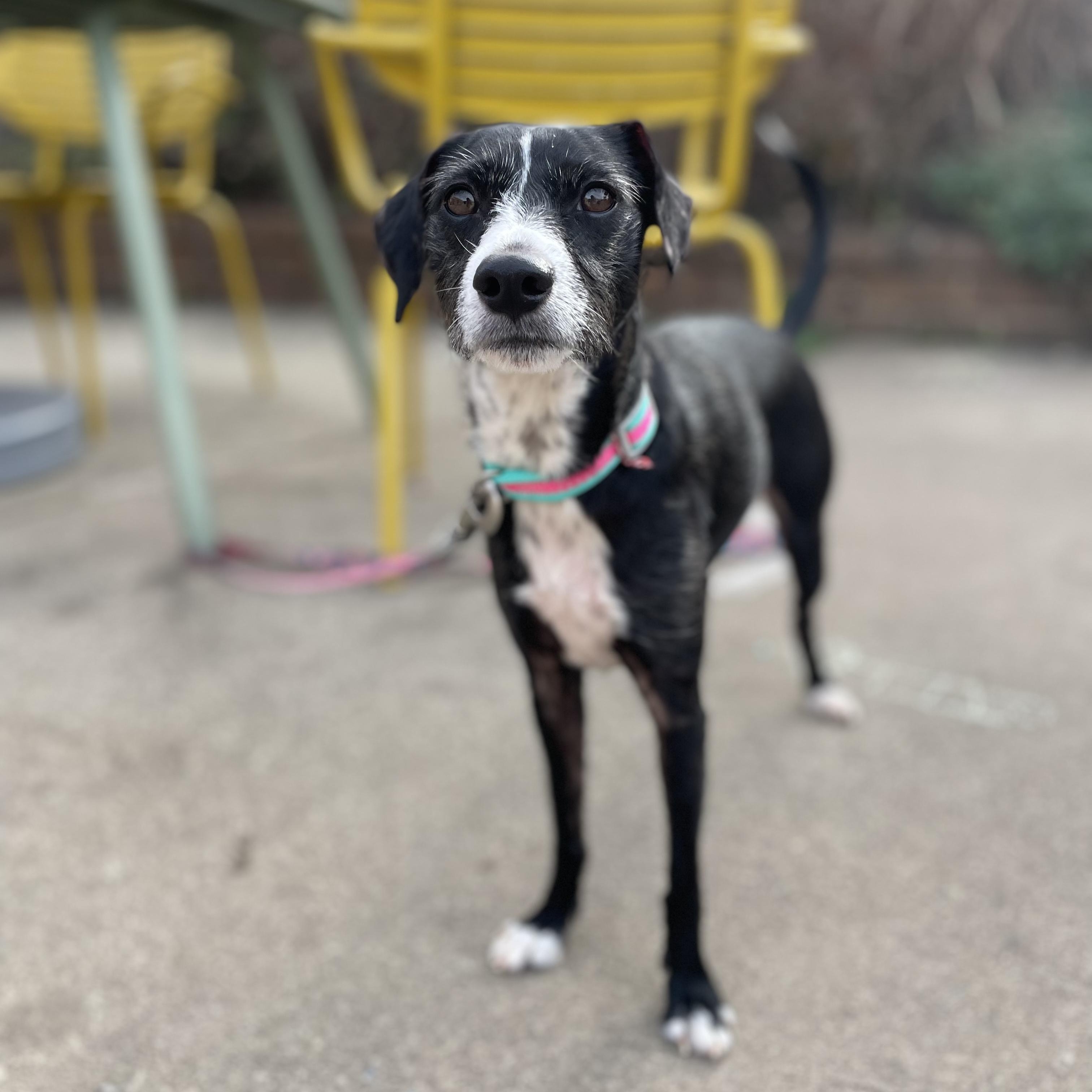 Enlarge Bramble, an adoptable mixed breed in Rock Hill, SC image 2/6