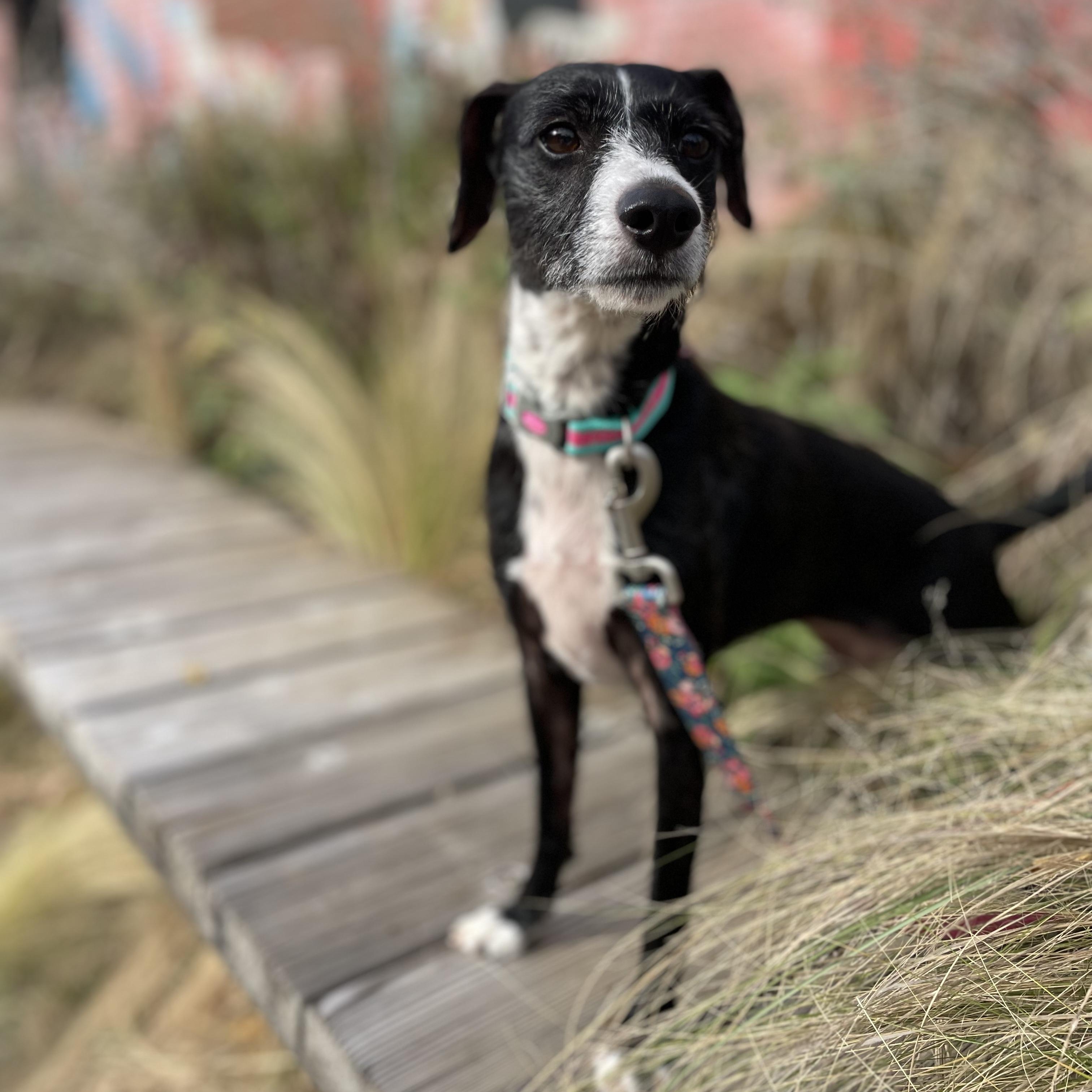 Enlarge Bramble, an adoptable mixed breed in Rock Hill, SC image 3/6