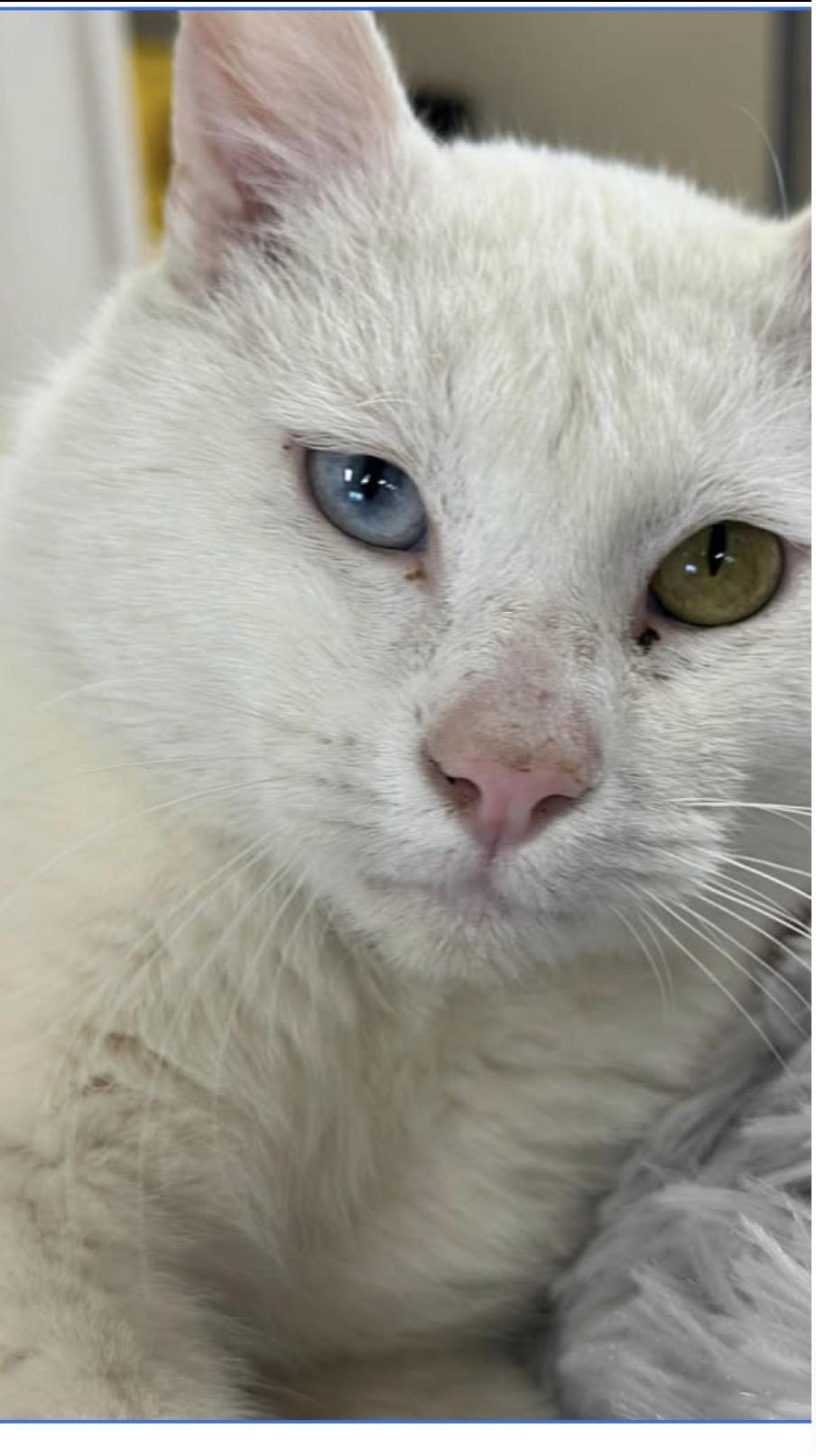 Enlarge Baby, a ADOPTABLE Domestic Short Hair in Wayne , NJ image 2/2