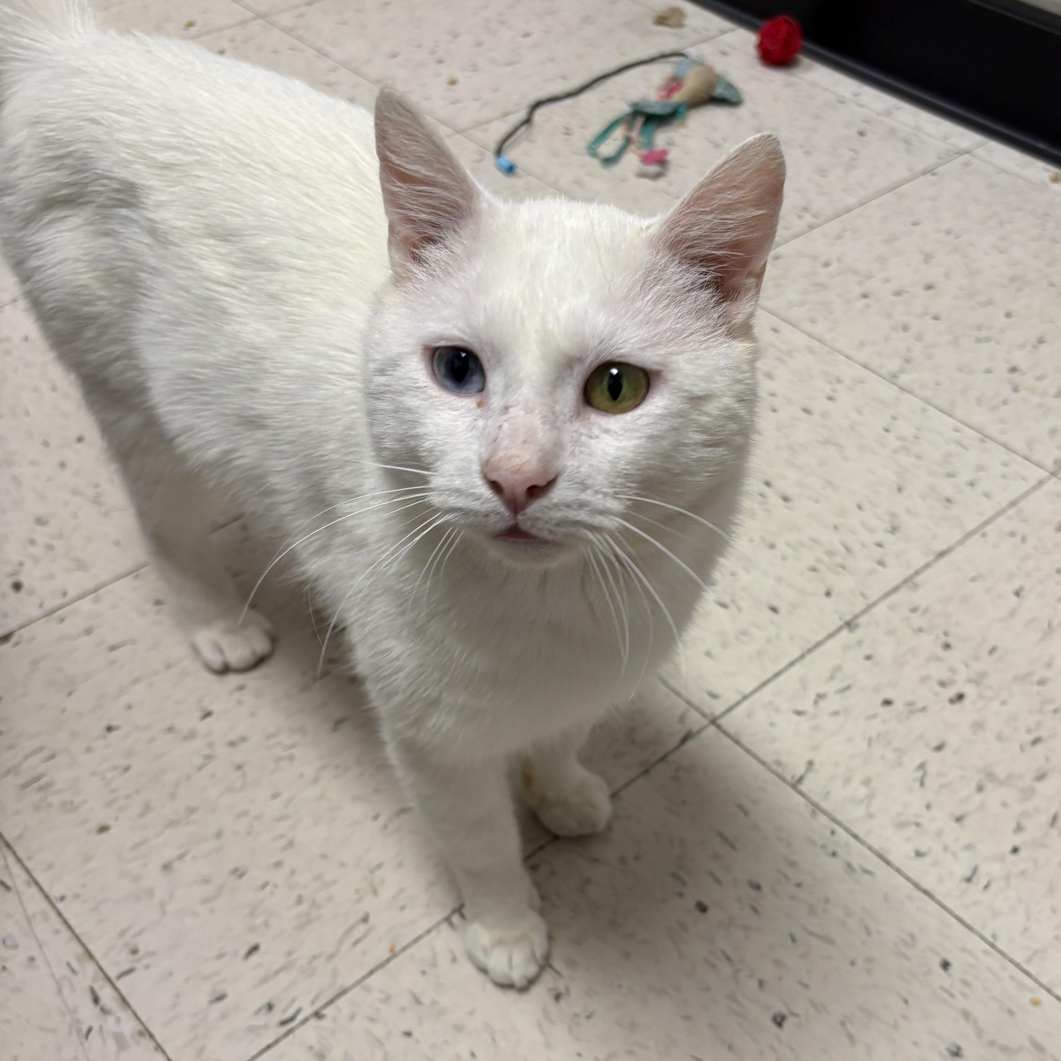 Enlarge Baby, a ADOPTABLE Domestic Short Hair in Wayne , NJ image 1/2