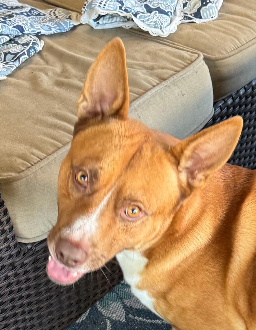 Enlarge Chip, a Adoptable mixed breed in New Orleans, LA image 2/2