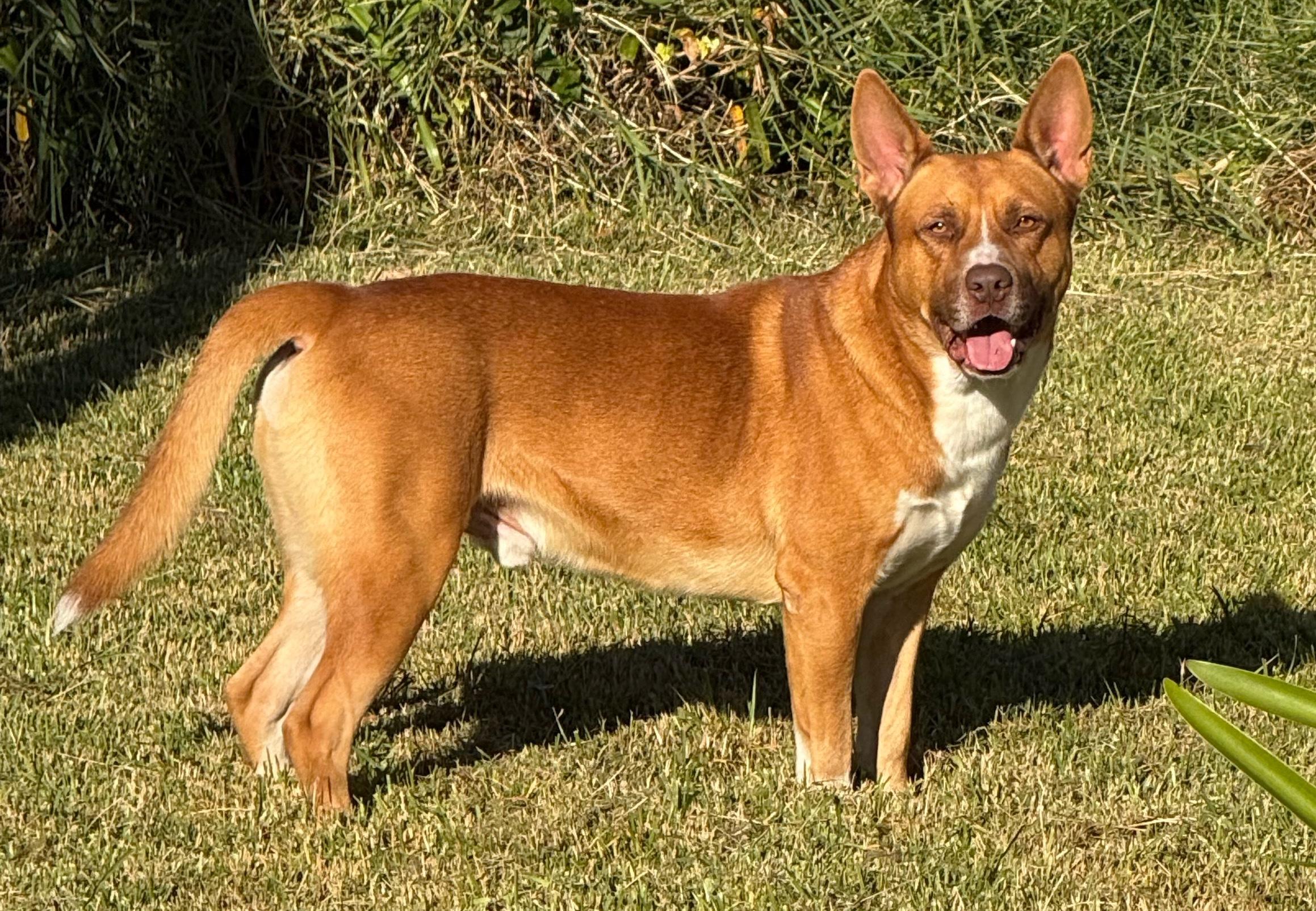 Chip, Adoptable, Young Male Hound.