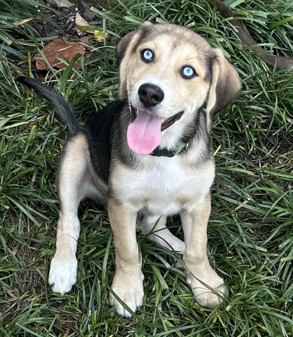 Brookie, Adopted, Puppy Male Siberian Husky.