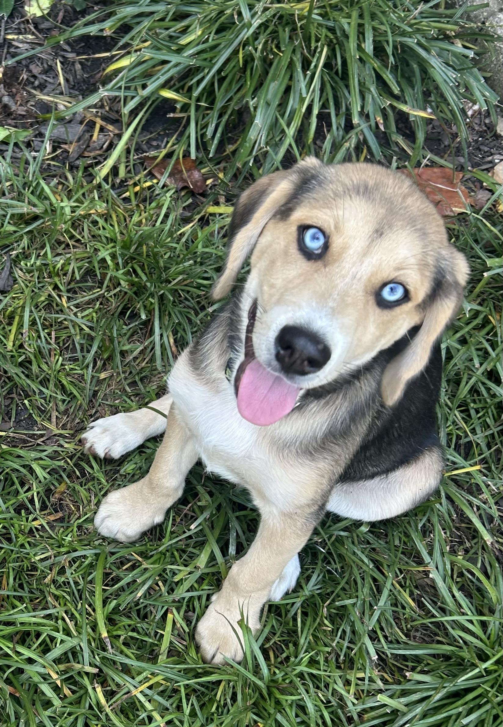 Brookie, a Adopted mixed breed in Jasper, GA image 2/4