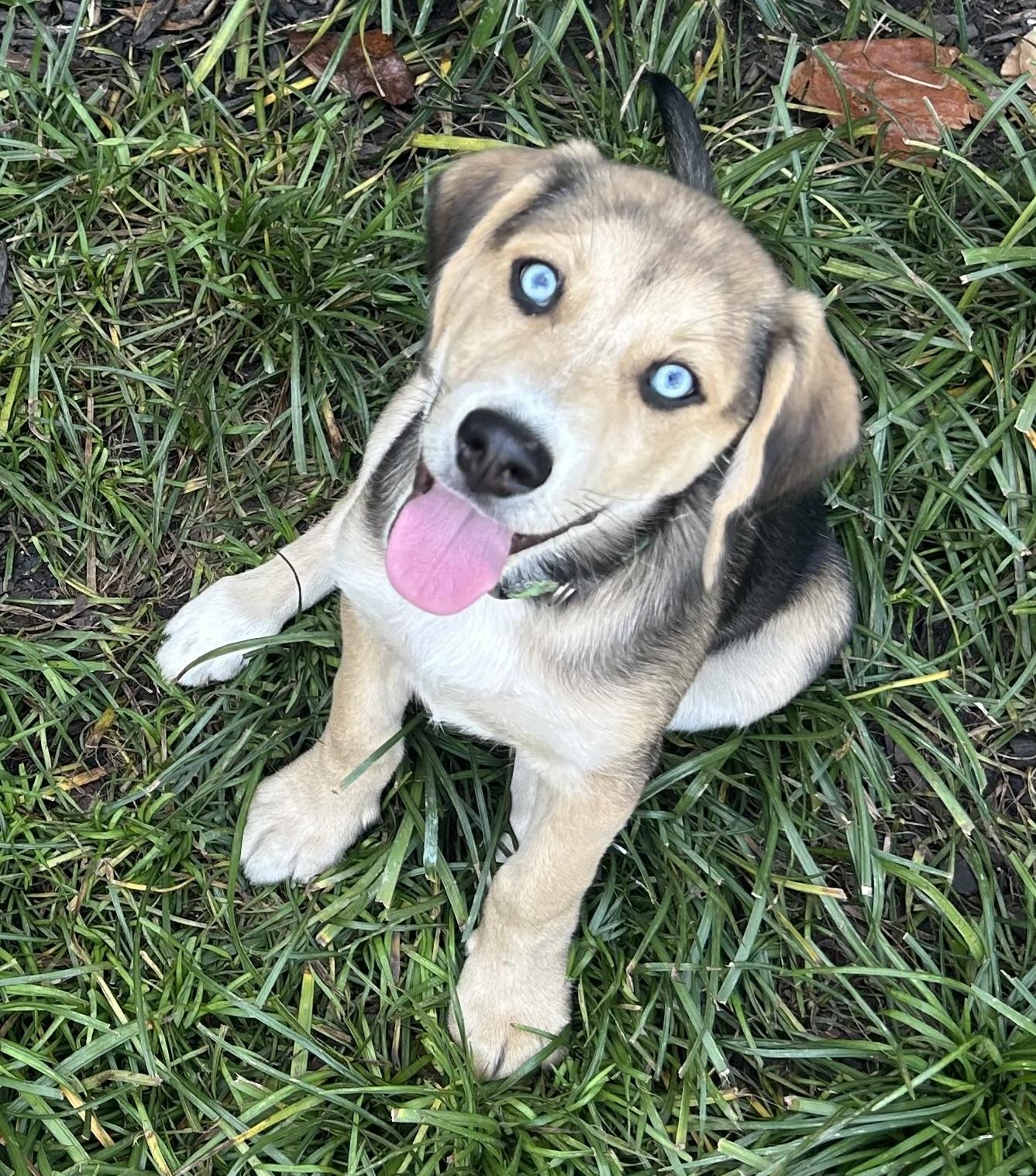 Brookie, a Adopted mixed breed in Jasper, GA image 4/4