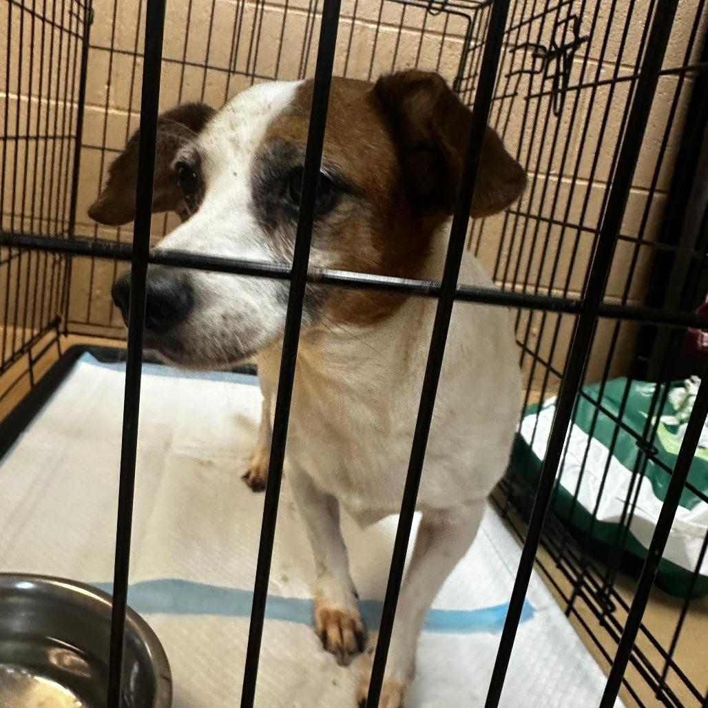 ELM 3 (Oscar), Adoptable, Senior Male Mixed Breed.