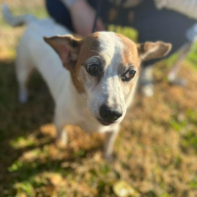 Enlarge ELM 3 (Oscar), a Adoptable Mixed Breed in Gadsden, AL image 3/5