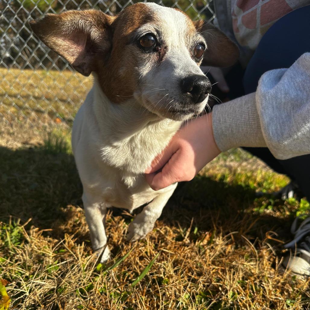 Enlarge ELM 3 (Oscar), a Adoptable Mixed Breed in Gadsden, AL image 4/5