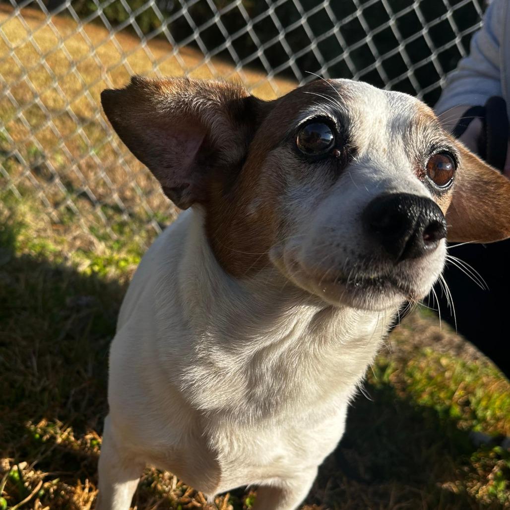 Enlarge ELM 3 (Oscar), a Adoptable Mixed Breed in Gadsden, AL image 5/5