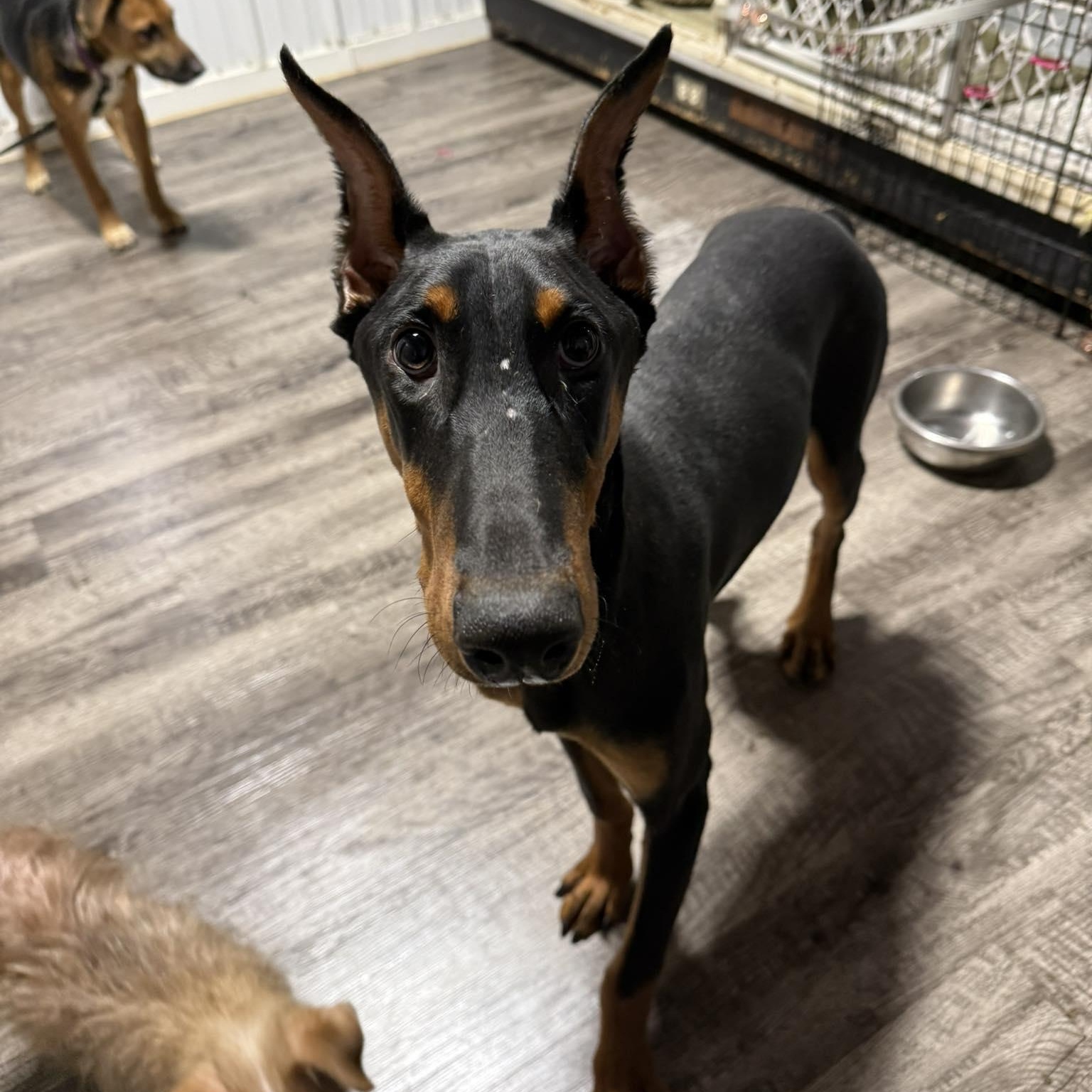 Enlarge Armani, a ADOPTABLE Doberman Pinscher in Alma, MI image 1/1
