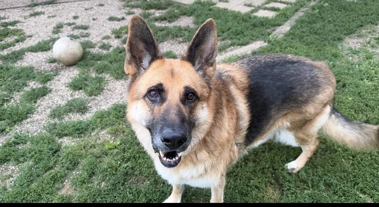 Enlarge King, a Adoptable German Shepherd Dog in Rockford, IL image 4/4