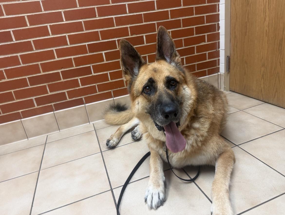 Enlarge King, a Adoptable German Shepherd Dog in Rockford, IL image 3/4