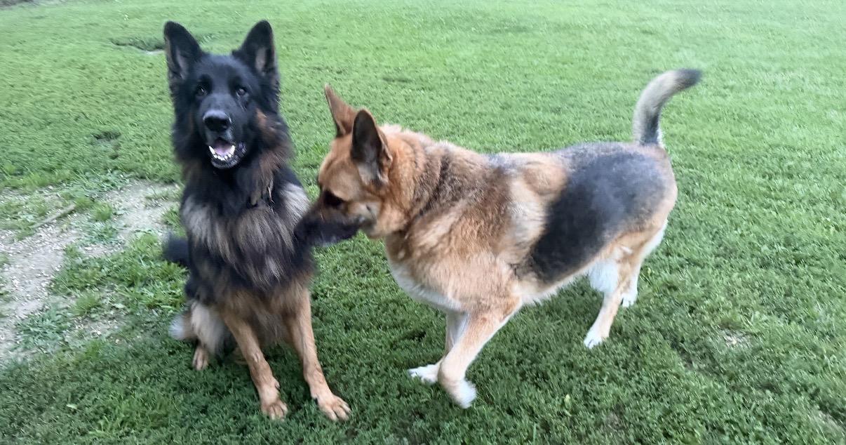 Enlarge King, a Adoptable German Shepherd Dog in Rockford, IL image 2/4