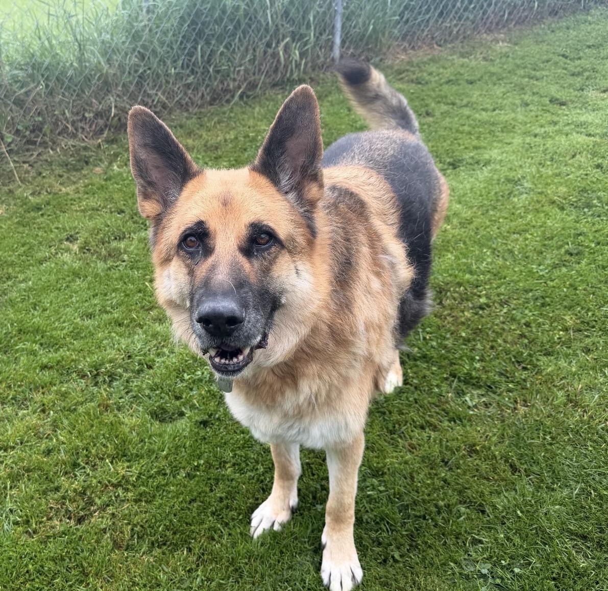 Enlarge King, a Adoptable German Shepherd Dog in Rockford, IL image 1/4