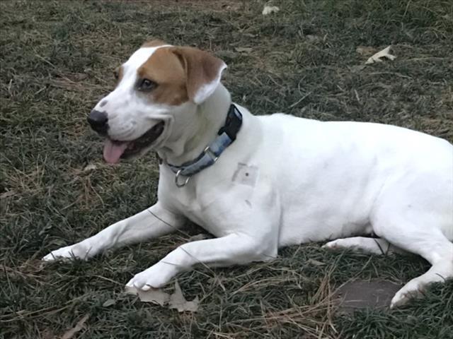 GOLDY, Adoptable, Young Female Hound & Mixed Breed.