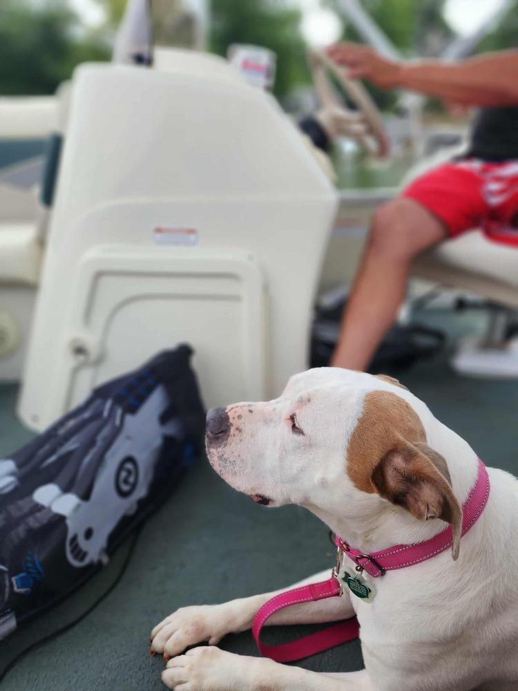 JoJo - pending adoption, a Adoptable mixed breed in Grand Rapids, MI image 1/4